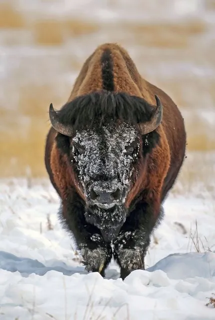 This woolly bull-y was left white face after plowing his head deep into the thick snow to reach grasses buried underneath in Yellowstone National Park. (Photo by Keith Crowley/Solent News)