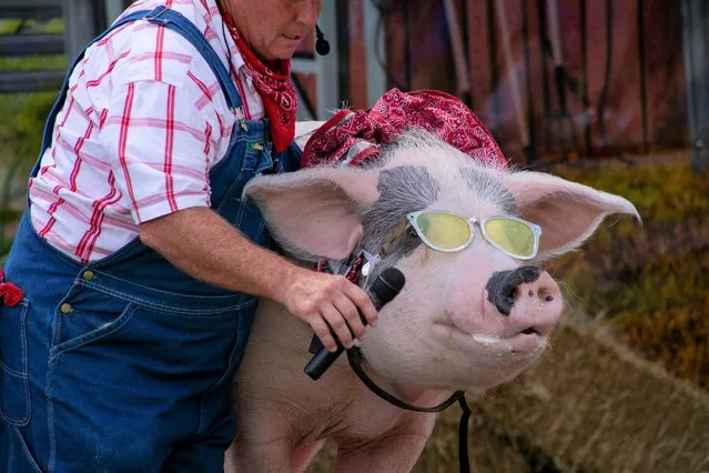 A farmer gives a pig a microphone “to sing” on the stage of The Pork Chop Revue comedy show at the 117th Kentucky State Fair in Louisville, Kentucky, U.S. August 21, 2021. (Photo by Amira Karaoud/Reuters)