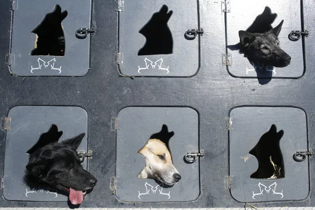 Musher Justin Savidis' dogs wait in the truck before the restart of the Iditarod Trail Sled Dog Race in Willow, Alaska March 6, 2016. Mushers and dog sled teams from around the world embark on the first leg of Alaska's grueling Iditarod Trail Sled Dog Race, starting a nearly 1,000-mile (1,609 km) journey through the state's unforgiving wilderness. (Photo by Nathaniel Wilder/Reuters)