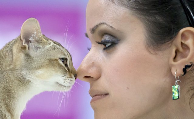 A Singapura cat touches noses with its owner in Bucharest, Romania, Sunday, April 26, 2015. (Photo by Vadim Ghirda/AP Photo)