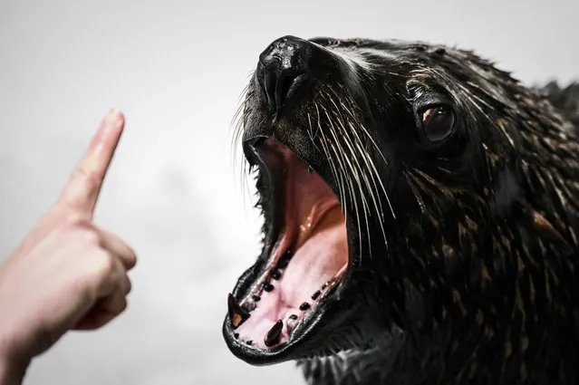 A zookeeper interacts with a sea lion during its training aimed at making medical interventions easier at the Vincennes zoological gardens (Parc zoologique de Vincennes) in Paris on April 4, 2019. The zoo of Paris will celebrate five years since its reopening on April 12, 2019. (Photo by Philippe Lopez/AFP Photo)