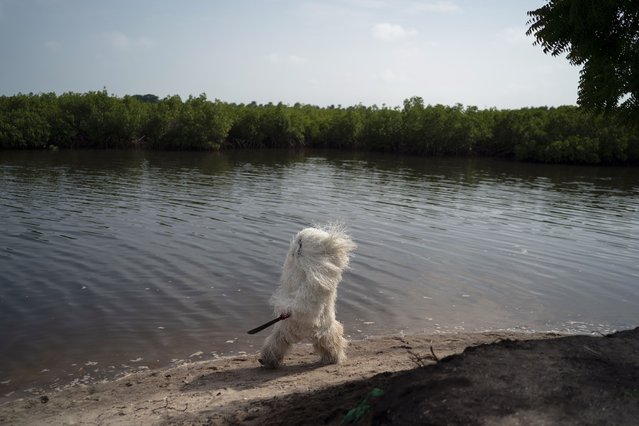 A man dressed as the Kankurang walks along the river with his machetes during a Mandinka ritual in Serrekunda, Gambia, Saturday, September 25, 2021. The Kankurang rite was recognized in 2005 by UNESCO, which proclaimed it a cultural heritage. Despite his fearsome appearance, the Kankurang symbolizes the spirit that provides order and justice and is considered a protector against evil. He appears at ceremonies where circumcised boys are taught cultural practices, including discipline and respect. (Photo by Leo Correa/AP Photo)