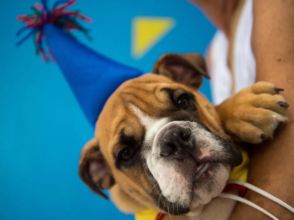 Dogs Have their Day at Rio Pre-Carnival Party