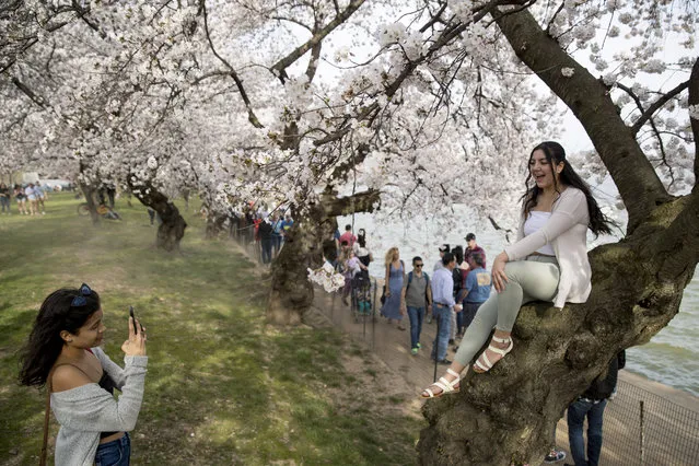 Ilgia Casco of Rockville, Md., photographs her friend Romina Poblete as she sits in a cherry blossom tree along the Tidal Basin, Saturday, March 30, 2019, in Washington. Peak bloom is expected April 1, according to the National Park Service. (Photo by Andrew Harnik/AP Photo)