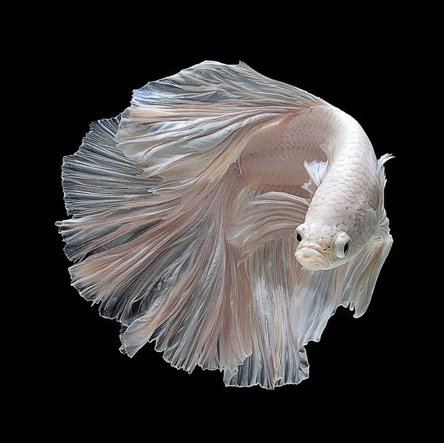 White betta fish. (Visarute Angkatavanich)