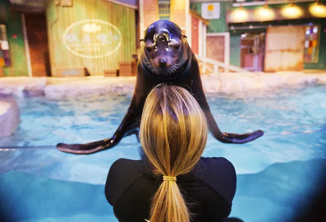 In this Monday, March 28, 2016 photo, trainer Catrina Bloomquist works with Nav, an 11-year-old rescued California sea lion, as part of a new exhibit opening at the Georgia Aquarium. The aquarium is in the midst of celebrating its tenth anniversary, and as part of the festivities, patrons will be introduced to the newest faces in Atlanta, a group of rescued California sea lions. (Photo by David Goldman/AP Photo)