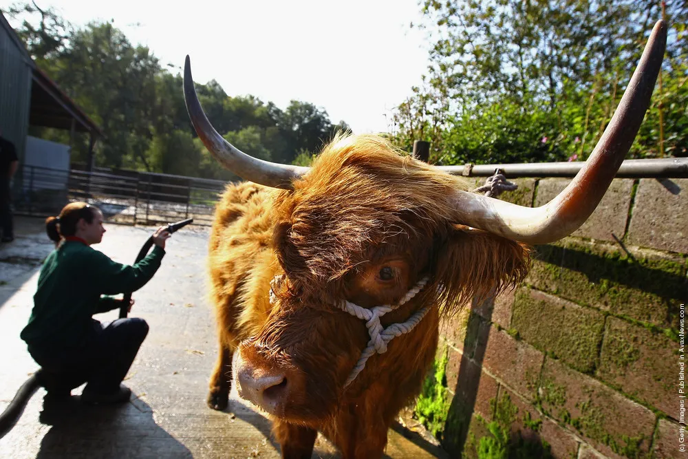 Livestock Are Prepared Ahead Of The International Highland Cattle Show