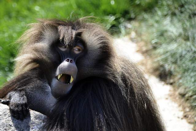 A Gelada baboon is pictured at the zoo of the French eastern city of Amneville, on April 11, 2014. (Photo by Jean-Christophe Verhaegen/AFP Photo)