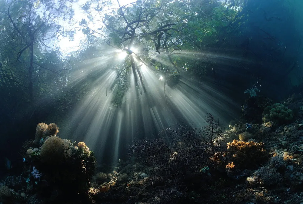 2014 Underwater Photography Photo Contest Winners