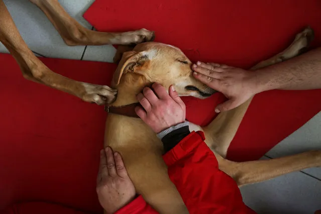 Atila, a trained therapeutic greyhound used to treat patients with mental health issues and learning difficulties, falls asleep as it gets caressed by three patients at Benito Menni health facility in Elizondo, northern Spain, February 13, 2017. Tucked away in Spain's Pyrenees mountains, patients at psychiatric facility Benito Menni stretch out across floor mats and stroke greyhound puppies Atila and Argi. Puppy love is part of the treatment for conditions such as schizophrenia. The facility, based in a town near the border with France, uses the dogs to help patients with intellectual disabilities and mental health conditions develop social skills and a sense of autonomy. Alongside misty views of green rolling mountains, petting sessions with the eight-month-old puppies have a calming effect serving as an emotional outlet for patients who struggle to connect with others. Playing with those who are more active and sitting still with those who find moving a daily challenge, the dogs tailor their behaviour according to the needs of their patient. (Photo by Susana Vera/Reuters)
