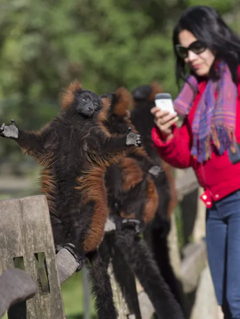 A visitor prepares to take a picture of three red ruffed lemurs sitting on a fence to take in the warmth of the spring sun, at Artis Royal Zoo in Amsterdam, Netherlands, Wednesday, April 16, 2014. (Photo by Peter Dejong/AP Photo)
