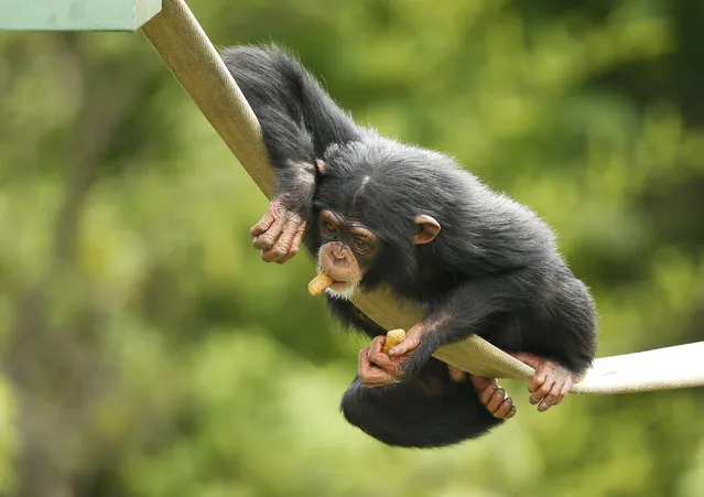 Ruben, a 3-year-old chimpanzee, plays at the Oklahoma City Zoo in Oklahoma City, Thursday, July 2, 2015. (Photo by Sue Ogrocki/AP Photo)