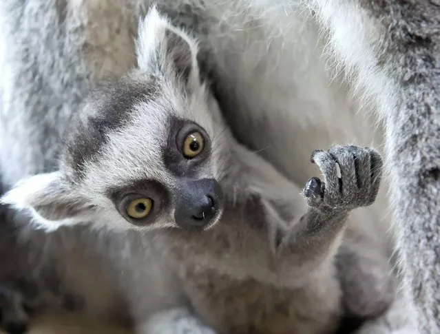 A four weeks old ring-tailed lemur (Lemur catta) plays in front of the mother in the Zoo in Erfurt, central Germany, Tuesday, April 22, 2014. (Photo by Jens Meyer/AP Photo)