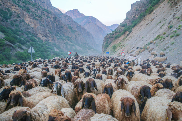 Departing from Siirt with approximately 10,000 small livestock, nomads reach Hakkari after days of traveling on June 9, 2024 in Turkiye. Passing through the Hakkari-Cukurca highway with their herds, they continue their journey towards Cimenli village to ascend to the highlands near Mount Sumbul. (Photo by Sayim Harmanci/Anadolu via Getty Images)