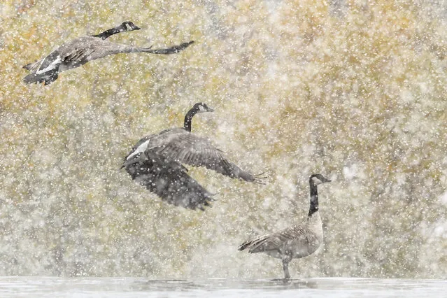 Canada Geese take flight off the Snake River in Idaho Falls, Idaho on Wednesday, October 9, 2019. The geese typically hunker down throughout Idaho's winter but can migrate as far south as Mexico. The v-pattern allows the birds to fly more efficiently according to the Library of Congress' website. (Photo by John Roark/The Idaho Post-Register via AP Photo)