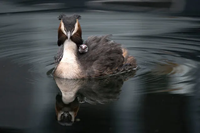 A great crested grebe carries a chick on its back in Blackwall Basin, London, UK on May 16, 2017. (Photo by Victoria Jones/PA Wire)