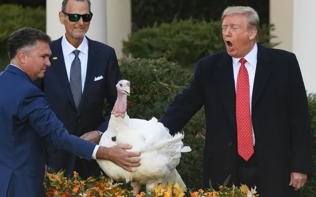 US President Donald Trump pardons the National Thanksgiving Turkey during a ceremony in the Rose Garden of the White House in Washington, DC on November 26, 2019. (Photo by Saul Loeb/AFP Photo)