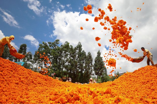 Workers collect freshly picked marigold flowers for sale on August 13, 2024 in Qujing, Yunnan Province of China. (Photo by Wang Yong/VCG via Getty Images)