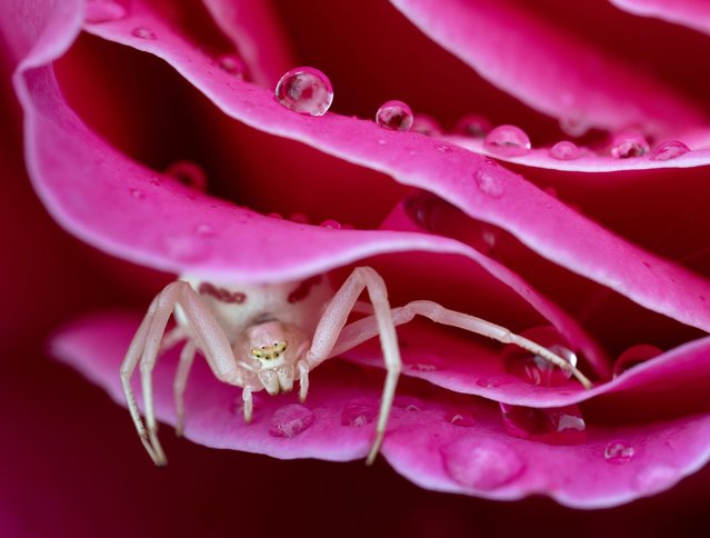 A white crab spider hides between the petals of a rain spotted rose blossom in the garden of a home near Oakland in southwestern Oregon on August 23, 2024. Crab spiders are ambush predators and wait patiently for their prey to approach. (Photo by Robin Loznak/ZUMA Press Wire/Rex Features/Shutterstock)