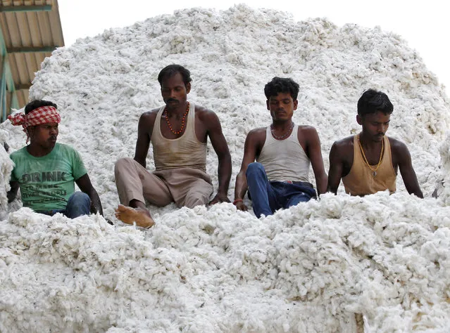 Workers push harvested cotton with their feet as they unload it from a supply truck at a cotton processing unit in Kadi, in the western state of Gujarat, India, October 20, 2015. (Photo by Amit Dave/Reuters)