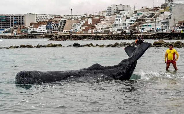 A rescue policeman remains next to a five-meter-long sperm whale stranded at San Bartolo beach, in Lima, on August 20, 2019. Surfers and policemen saved Tuesday an injured whale which remained stranded some hours at a beach in southern Lima, police informed. (Photo by Ernesto Benavides/AFP Photo)