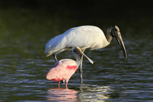 A pink spatula and a stork stand in the water near mangrove in Guacalillo, Costa Rica, 27 December 2019. (Photo by Jeffrey Arguedas/EPA/EFE)