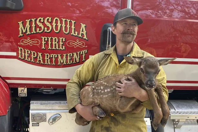 In this photo provided by Nate Sink, the Missoula, Montana-based firefighter, cradles a newborn elk calf that he encountered in a remote, fire-scarred area of the Sangre de Cristo Mountains near Mora, N.M., on Saturday, May 21, 2022. Sink says he saw no signs of the calf's mother and helped transport the abandoned baby bull to a wildlife rehabilitation center to be raised alongside a surrogate gown elk. (Photo by Nate Sink via AP Photo)