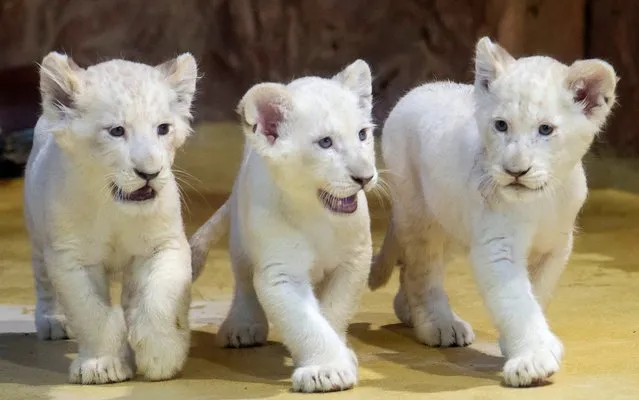 Three rare white lion cubs, one male and two female, explore their enclosure at the zoo in Magdeburg, Germany, Wednesday, January 15, 2020. The young lions were born on Nov. 11, 2019. (Photo by Jens Meyer/AP Photo)