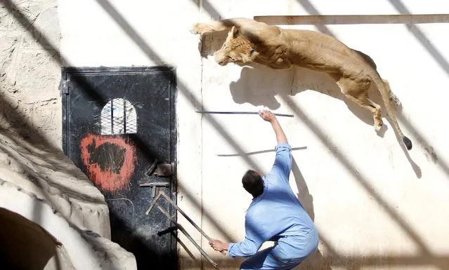A coach uses a stick to provoke a lioness from the pride of Frans, a lion previously owned by Yemen's ex-president Ali Abdullah Saleh at the Sanaa Zoo, Yemen on January 20, 2020. (Photo by Mohamed al-Sayaghi/Reuters)