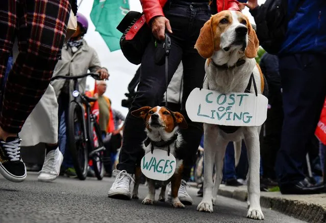 Dogs, Buster and Bailey, wear signs during a protest about the rising cost of living in the city centre of Dublin, Ireland, June 18, 2022. (Photo by Clodagh Kilcoyne/Reuters)