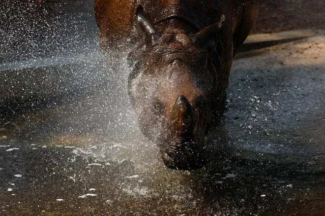An Indian rhino is sprayed with water during the second heatwave of the year at the Zoo Aquarium in Madrid, Spain, July 13, 2022. (Photo by Susana Vera/Reuters)