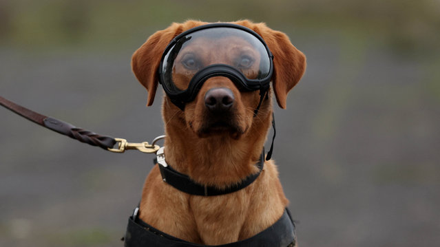 Military working dog Grainger sits at St George's Barracks in Rutland, Britain, on November 7, 2024. Defence, Equipment and Support, the procurement arm of the British Defence Ministry, has awarded a new contract for a 'canine catalogue' to support and train its pack of more than 500 military working dogs across several military services for detecting explosives, arms, and drugs and for providing protection and assistance to their handlers. (Photo by Chris Radburn/Reuters)