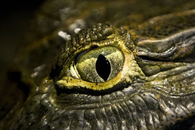 Image of the eye of a crocodile taken at the Camisea jungle in Cuzco, Peru on May 29, 2009. (Photo by Ernesto Benavides/AFP Photo)