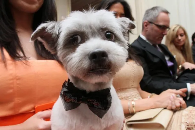 Wearing a bowtie for the occasion, Blue Joie is held by his owner Ingrid Robinson of New York, as they and others wait for the start of the most expensive wedding for pets in New York, on July 12, 2012. The black-tie fundraiser, where two dogs were “married”, was held to benefit the Humane Society of New York. (Photo by Tina Fineberg/AP Photo)