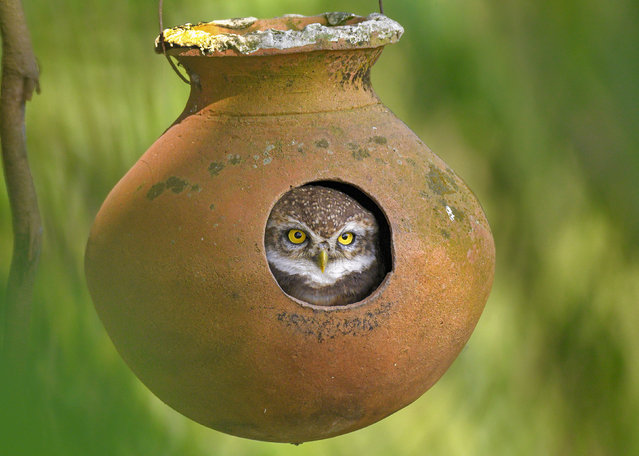 This little spotted owlet has taken up residence in a terracotta pot in the grounds of Kanchannagar D N Das High School in Burdwan, West Bengal, India in the second decade of January 2025. (Photo by Prasenjit Dutta/Solent News)