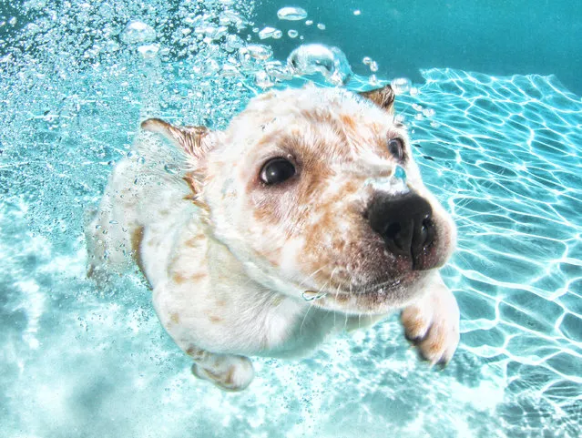 “Underwater Puppies”: Corey. (Photo by Seth Casteel)