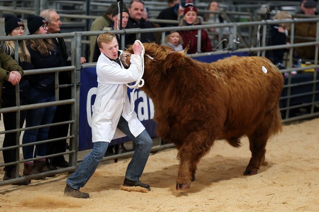 Highland cattle are paraded in the show ring at the 134th annual spring show and sale on February 09, 2025 in Oban, Scotland. The Highland Cattle Show and Sale is held over two days and is open to all highland breed enthusiasts, attracting many buyers from across Europe and North America. (Photo by Jeff J. Mitchell/Getty Images)