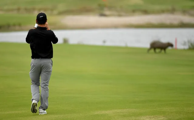 Danny Lee of New Zealand takes a photo of a capybara on the 5th hole during a practice round at Olympic Golf Course on August 8, 2016 in Rio de Janeiro, Brazil. (Photo by Ross Kinnaird/Getty Images)