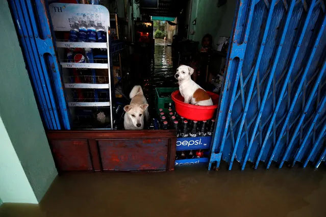 Dogs stand on a flooded drink shop after typhoon Damrey hits Vietnam in Hue city, Vietnam on November 5, 2017. A powerful typhoon that rocked Vietnam has killed dozens of people and caused extensive damage to the country's south-central region ahead of the APEC summit that will draw leaders from around the world, the government said Monday. (Photo by Reuters/Kham)