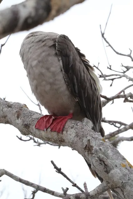 Red-Footed Booby