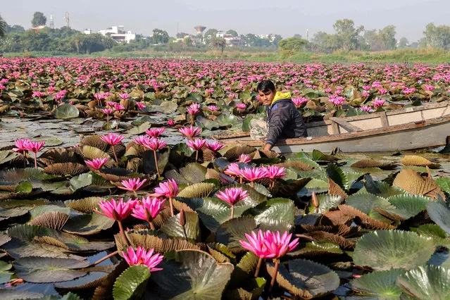 A farmer cultivates lotus flowers in a reservoir ahead of the Diwali festival in Bhopal on October 23, 2022. (Photo by Gagan Nayar/AFP Photo)