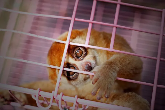 A Slow lorises (Nycticebus coucang) is seen in a cage after the Citizens surrender to the Nature Conservation Agency officer on November 28, 2017 in Pekanbaru, Indonesia. The Slow lorises in Indonesia is in serious danger of extinction and the greatest threat to its survival is the illegal trade in wildlife. (Photo by Afrianto Silalahi/Barcroft Media)