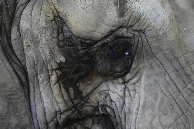 A female African elephant named Pupy stands in her enclosure at the Ecoparque in Buenos Aires, Argentina, March 25, 2025, as she is trained for relocation to a sanctuary in Brazil. (Photo by Natacha Pisarenko/AP Photo)