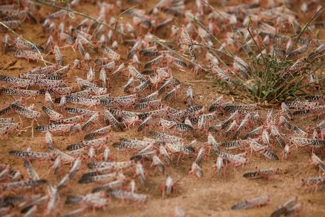 A desert locust swarm is seen on the ground at the village of Lorengippi near the town of Lodwar, Turkana county, Kenya, July 2, 2020. Turkana is a vast, dry scrubland in northwest Kenya that borders Uganda, South Sudan and Ethiopia. Residents say the insects are devastating farmland and grazing areas. (Photo by Baz Ratner/Reuters)