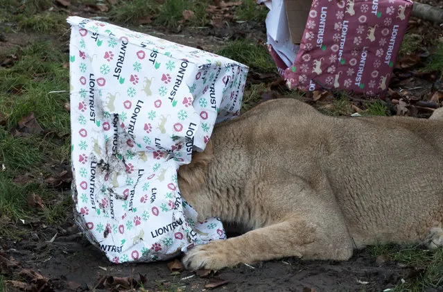 An Asiatic lioness takes a peek at her present in London, England on December 14, 2017. The lions at the UK’s ZSL London zoo use their hunting prowess and massive claws to get to grips with their gifts. (Photo by J. M. Warren/SHM/Rex Features/Shutterstock)