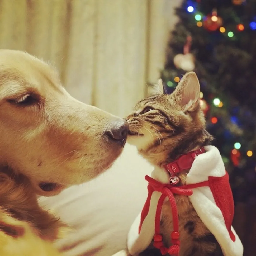 Golden Retriever Adopted a Kitten