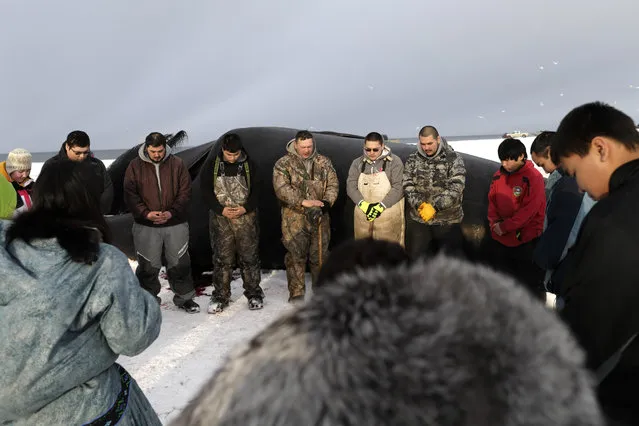 In this October 7, 2014, photo, Crawford Patkotak, above center, leads a prayer flanked by his sons Josiah, in green suspenders, Arnold, in white bib, and Samuel, fourth from right, after his crew landed a bowhead whale near Barrow, Alaska. Both revered and hunted by the Inupiat, the bowhead whale serves a symbol of tradition, as well as a staple of food. (Photo by Gregory Bull/AP Photo)