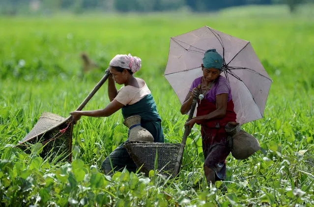 Women catch fish with their baskets in a paddy field in Nagaon district in the northeastern state of Assam, India, September 5, 2016. (Photo by Reuters/Stringer)