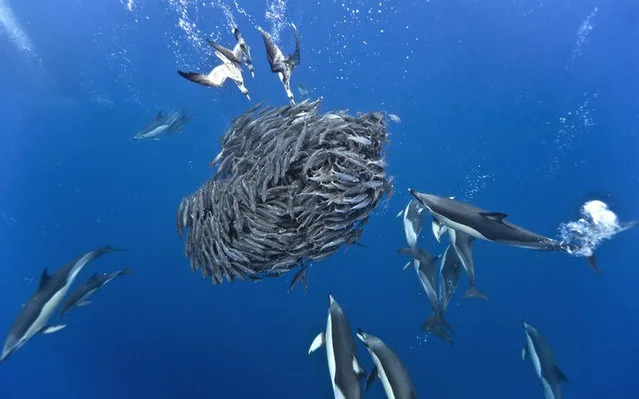 Sharks And Dolphins Preying On Mackerel