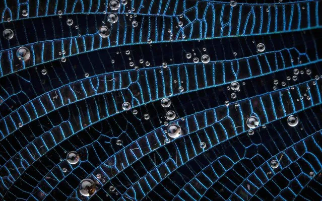 A detailed shot of the wing of a damselfly seen in the New Forest in the United Kingdom, by the winner of the young photographer award. (Photo by Nathan Benstead/Close Up Photographer of the Year)
